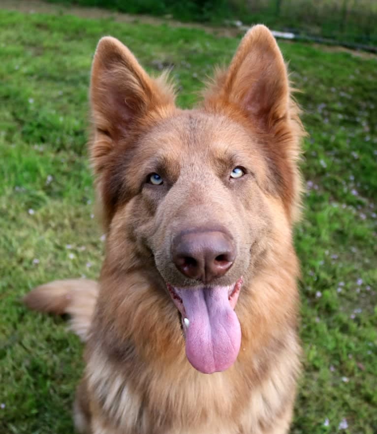Bocephus, a German Shepherd Dog tested with EmbarkVet.com