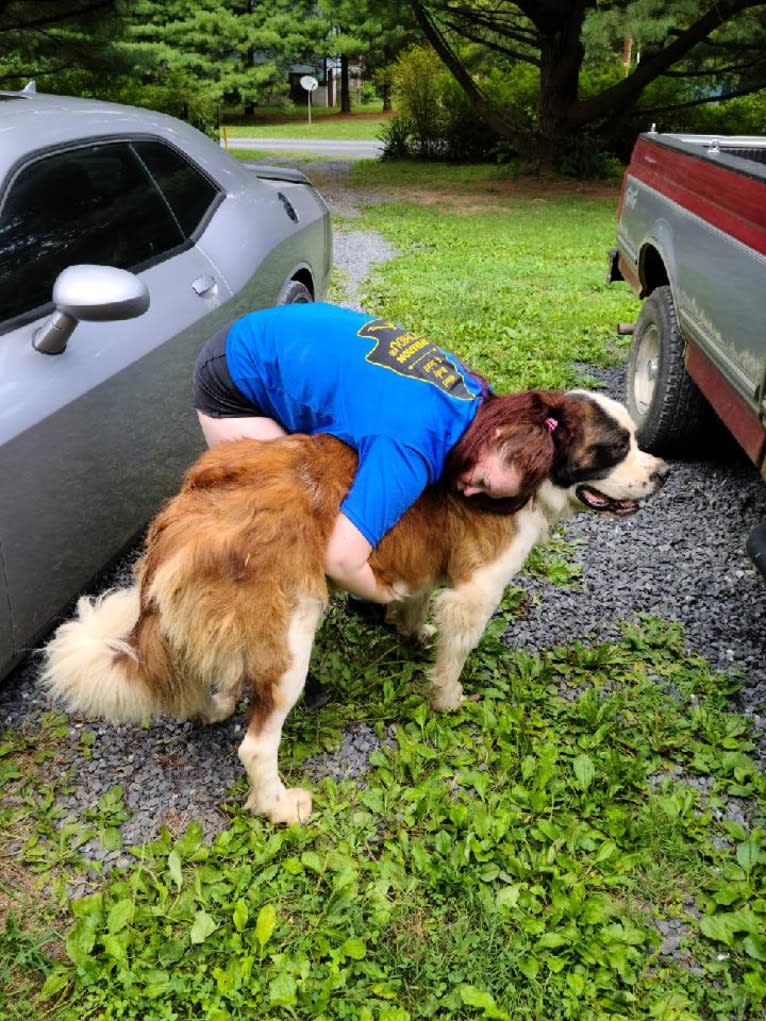 Thor, a Saint Bernard tested with EmbarkVet.com