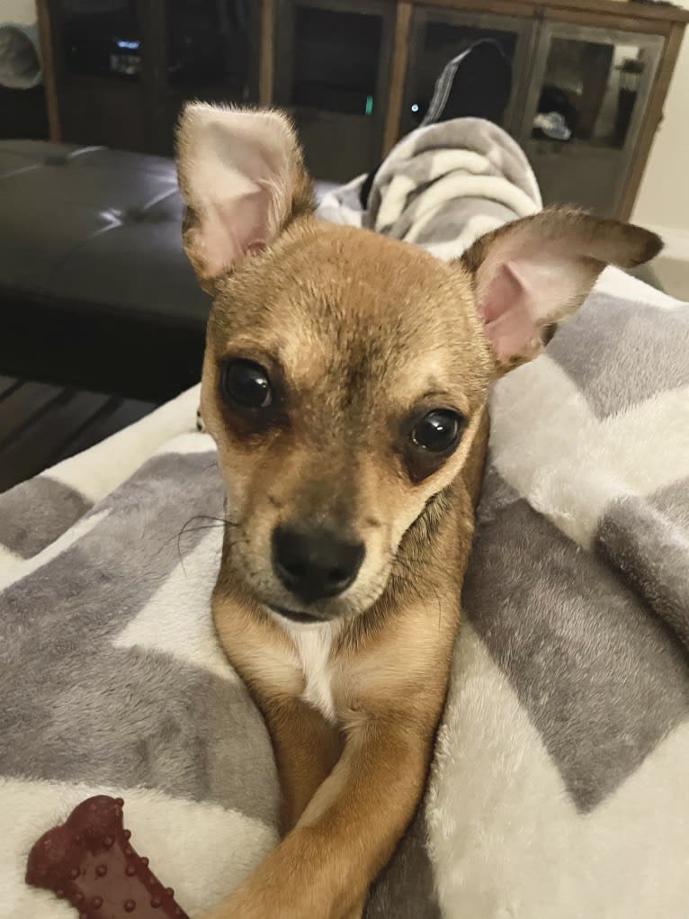 Stellar McLovin, a Chihuahua tested with EmbarkVet.com