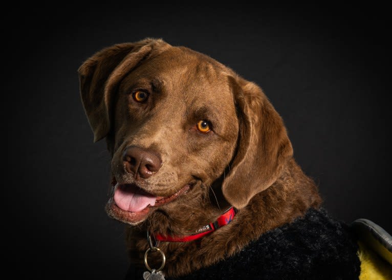 Kola, a Chesapeake Bay Retriever tested with EmbarkVet.com