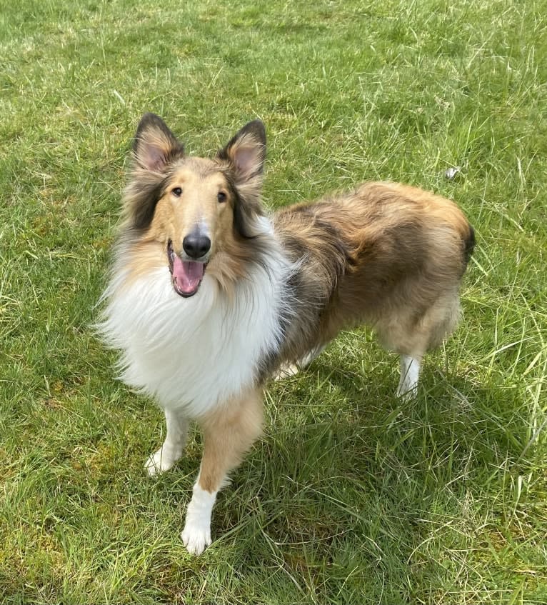 Memphis, a Collie tested with EmbarkVet.com