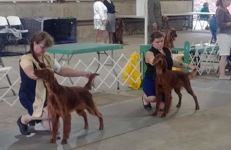 Cara, an Irish Setter tested with EmbarkVet.com