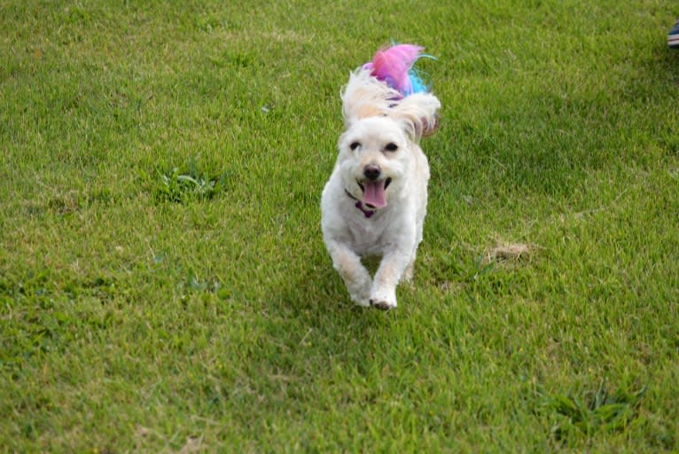 Penny, a Pomeranian and Poodle (Small) mix tested with EmbarkVet.com