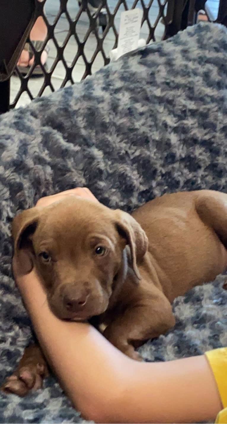 Kingston, a Weimaraner and Labrador Retriever mix tested with EmbarkVet.com