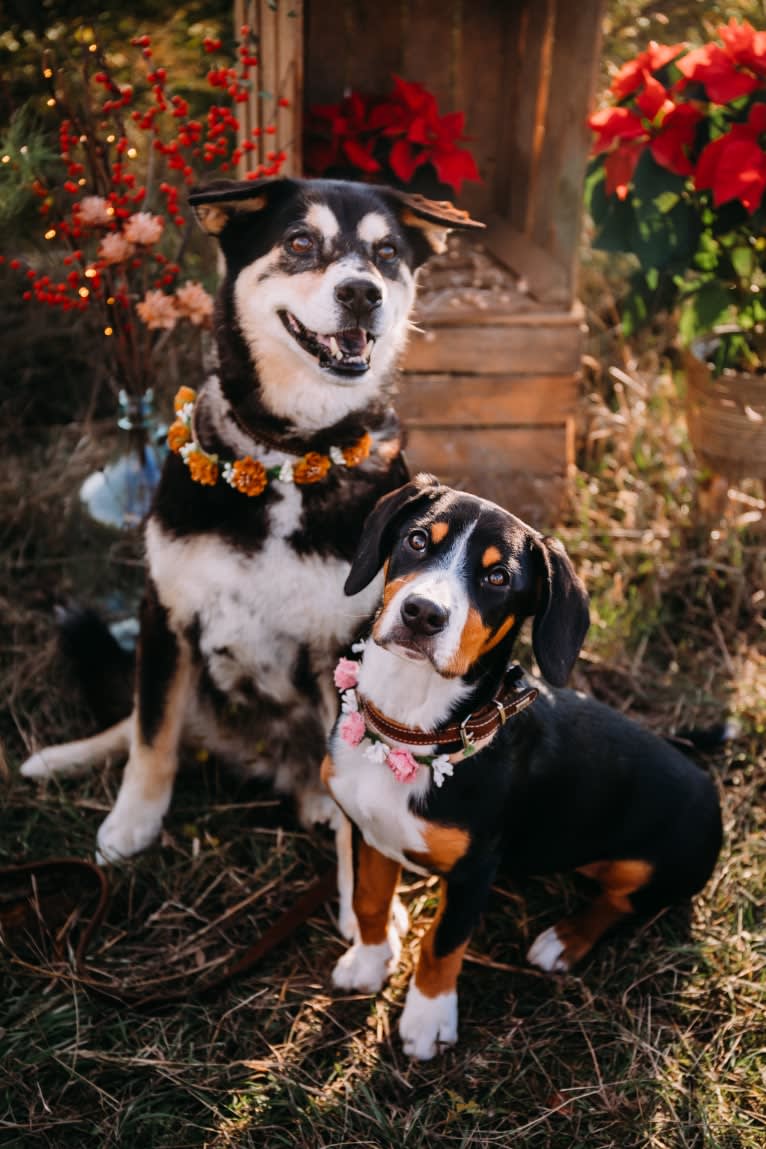 Ahsoka, an Entlebucher Mountain Dog tested with EmbarkVet.com