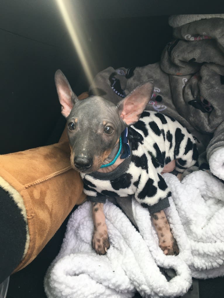 Louie, an American Hairless Terrier tested with EmbarkVet.com