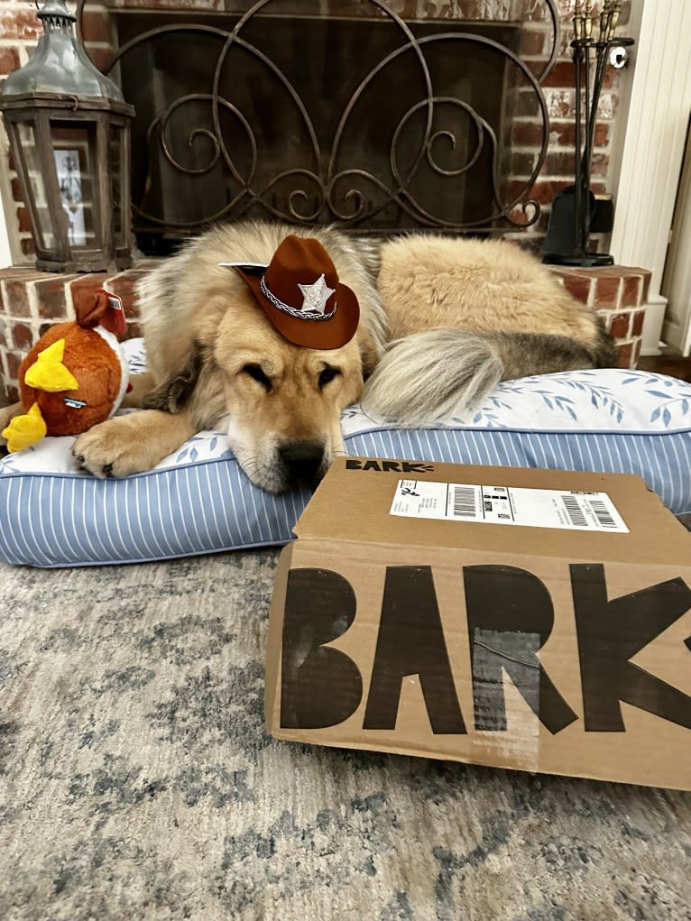Moose, a Tibetan Mastiff tested with EmbarkVet.com