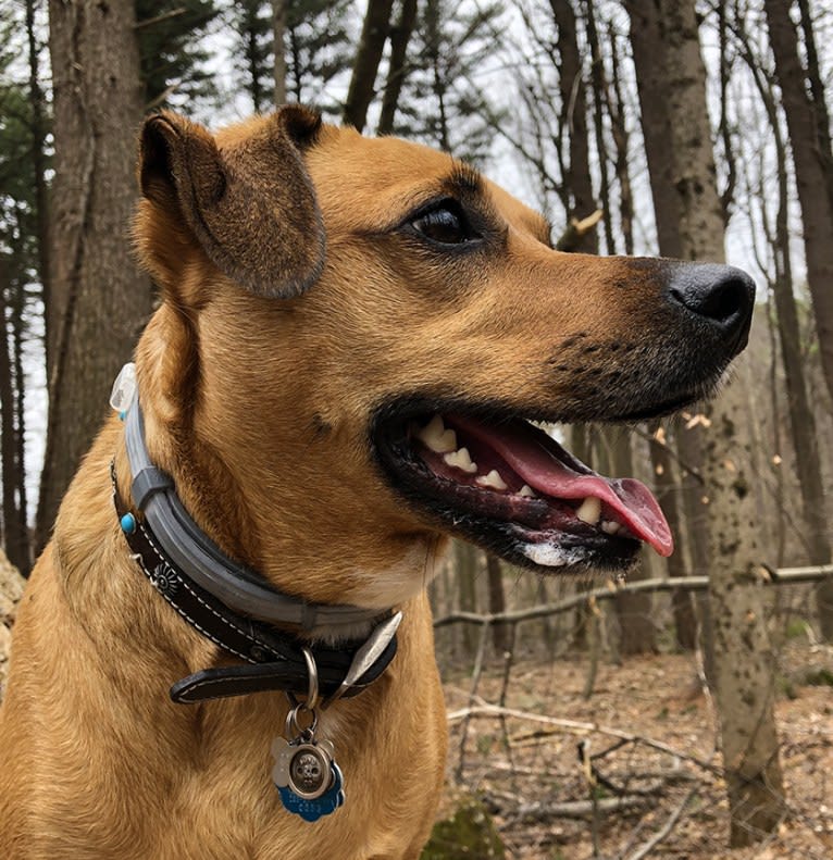 Stella, a Mountain Cur and Labrador Retriever mix tested with EmbarkVet.com