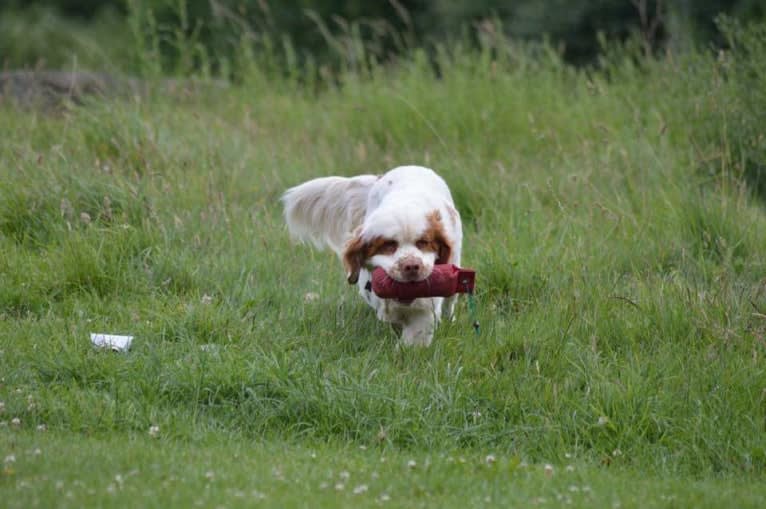 griffin, a Clumber Spaniel tested with EmbarkVet.com