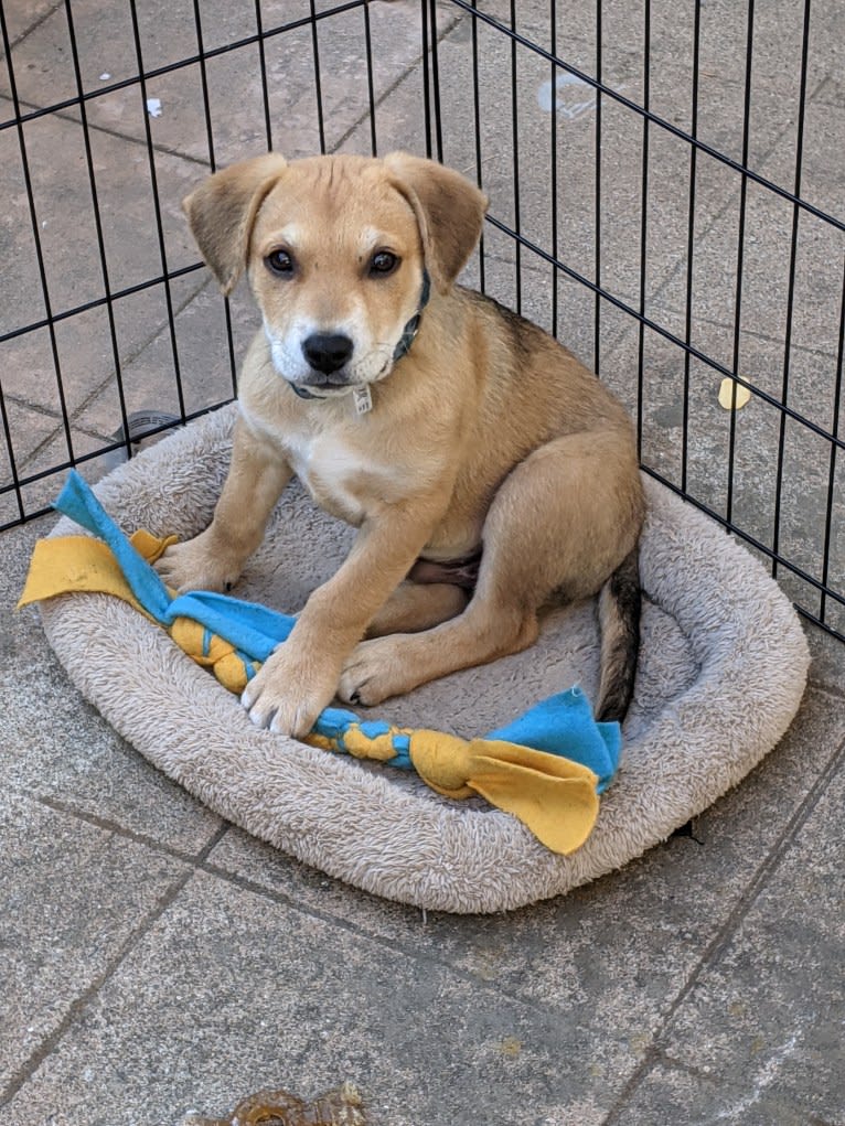 Benji, a Siberian Husky and American Bully mix tested with EmbarkVet.com