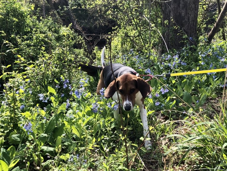 Roxy, a Treeing Walker Coonhound tested with EmbarkVet.com