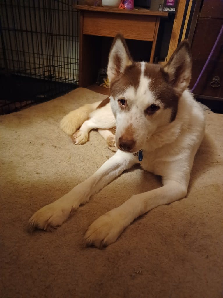 Kyah, a Siberian Husky tested with EmbarkVet.com