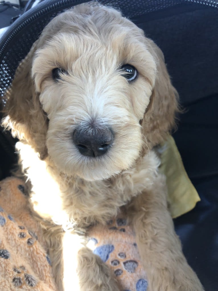 Snow (Mabel), a Goldendoodle tested with EmbarkVet.com