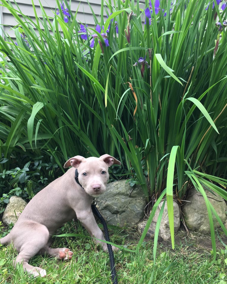 Mira, an American Pit Bull Terrier and American Bulldog mix tested with EmbarkVet.com