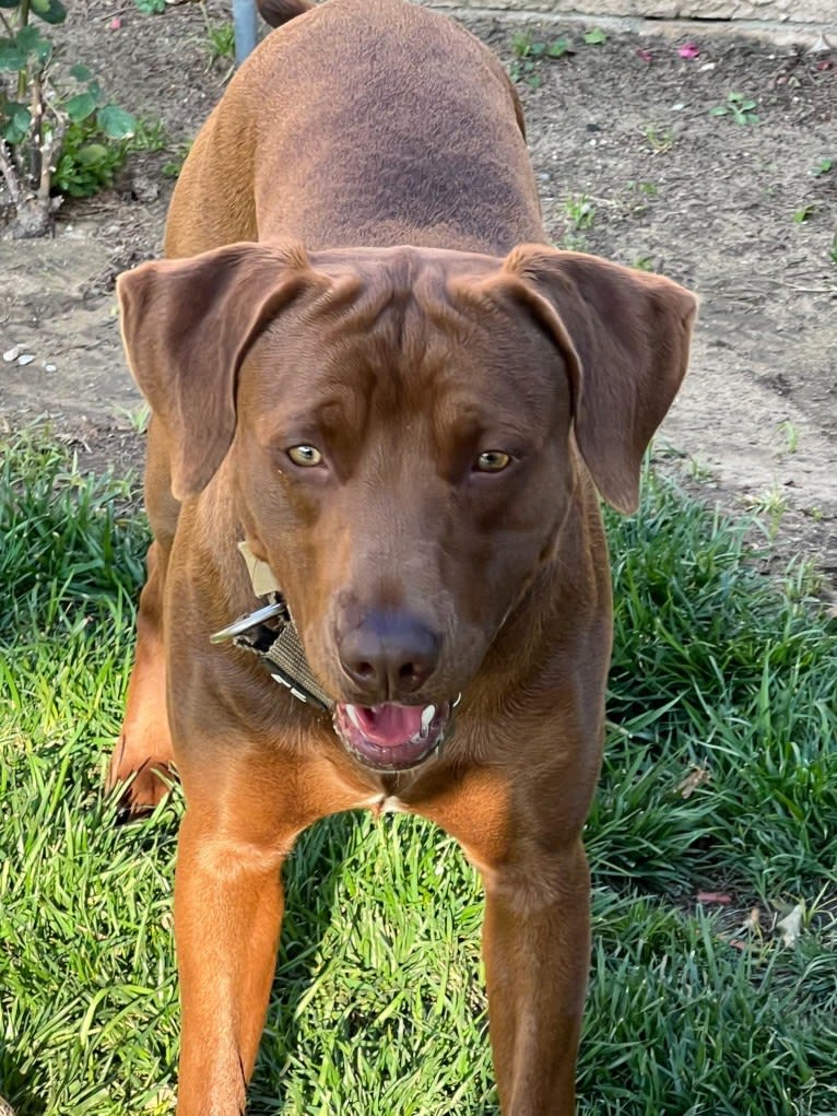 Kingston, a Weimaraner and Labrador Retriever mix tested with EmbarkVet.com