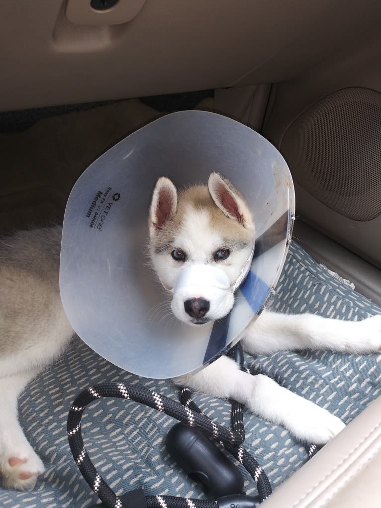 Everest, a Gerberian Shepsky tested with EmbarkVet.com