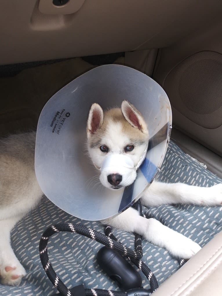 Everest, a Siberian Husky and German Shepherd Dog mix tested with EmbarkVet.com