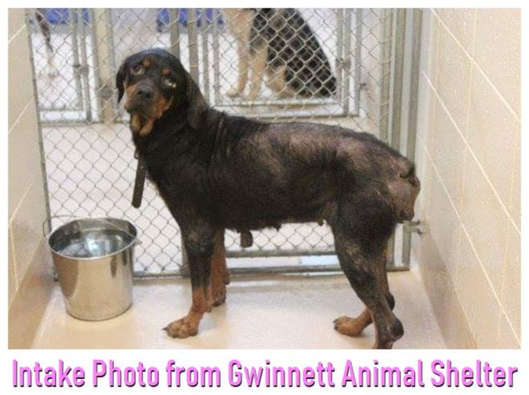 Agnes, a Rottweiler tested with EmbarkVet.com