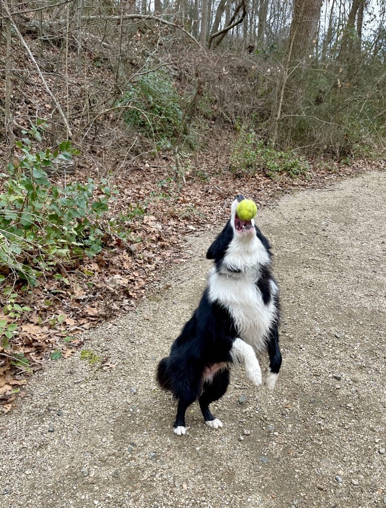 Angel, a Border Collie tested with EmbarkVet.com