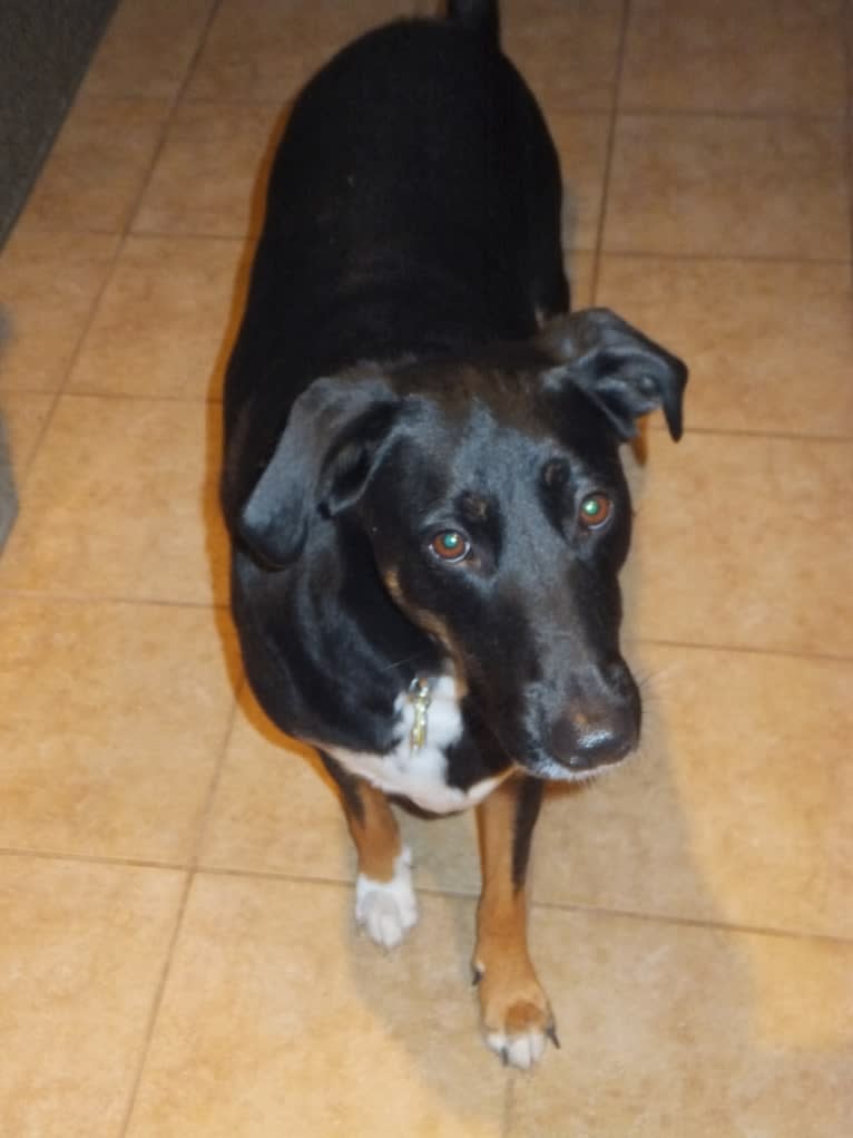 Brodie, a German Shepherd Dog and Dalmatian mix tested with EmbarkVet.com