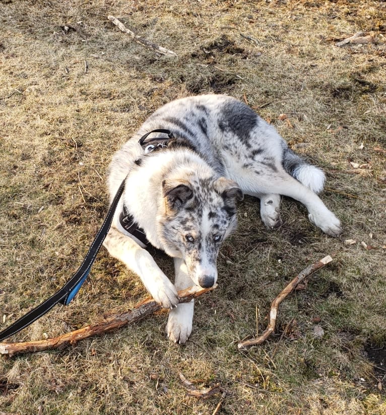 Deja Blue, a Collie and Siberian Husky mix tested with EmbarkVet.com