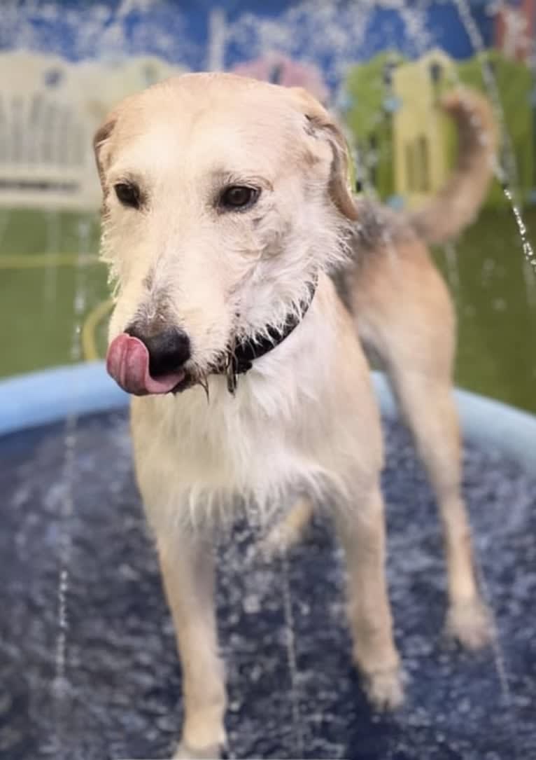 Ozzie, a West Asian Village Dog tested with EmbarkVet.com