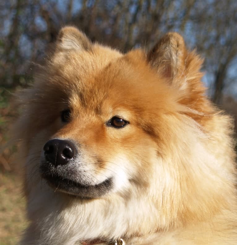 Mini, an Eurasier tested with EmbarkVet.com