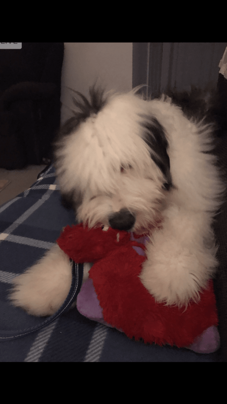 Buddy, an Old English Sheepdog tested with EmbarkVet.com