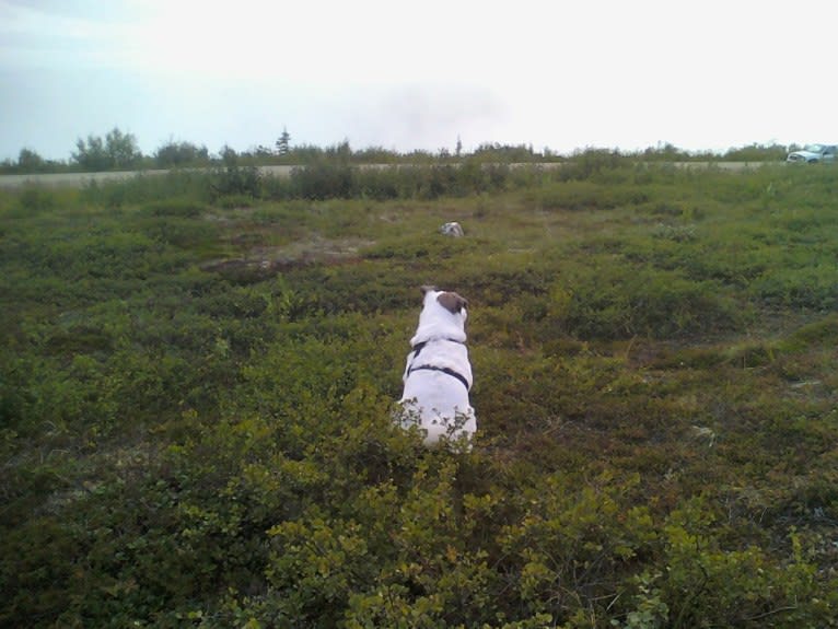 Buddy, an American Eskimo Dog and Norwegian Elkhound mix tested with EmbarkVet.com