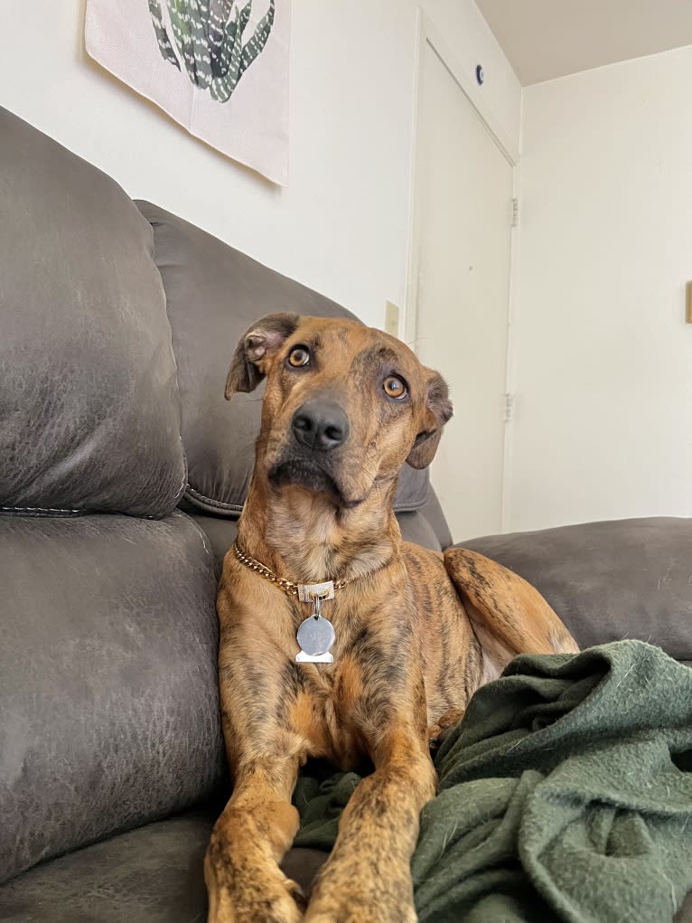 Lyza, a Catahoula Leopard Dog and American Pit Bull Terrier mix tested with EmbarkVet.com