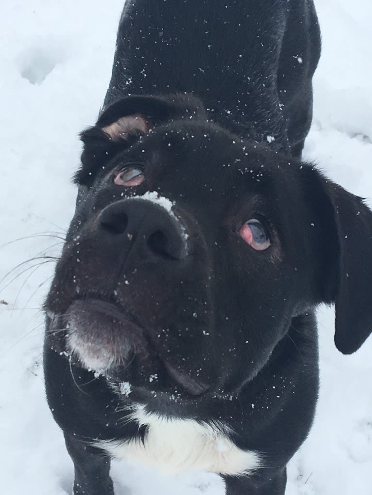 Fredo, an American Pit Bull Terrier and English Springer Spaniel mix tested with EmbarkVet.com