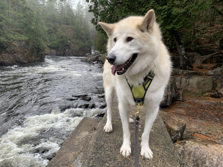 Hunter, an Alaskan Malamute and Greenland Dog mix tested with EmbarkVet.com