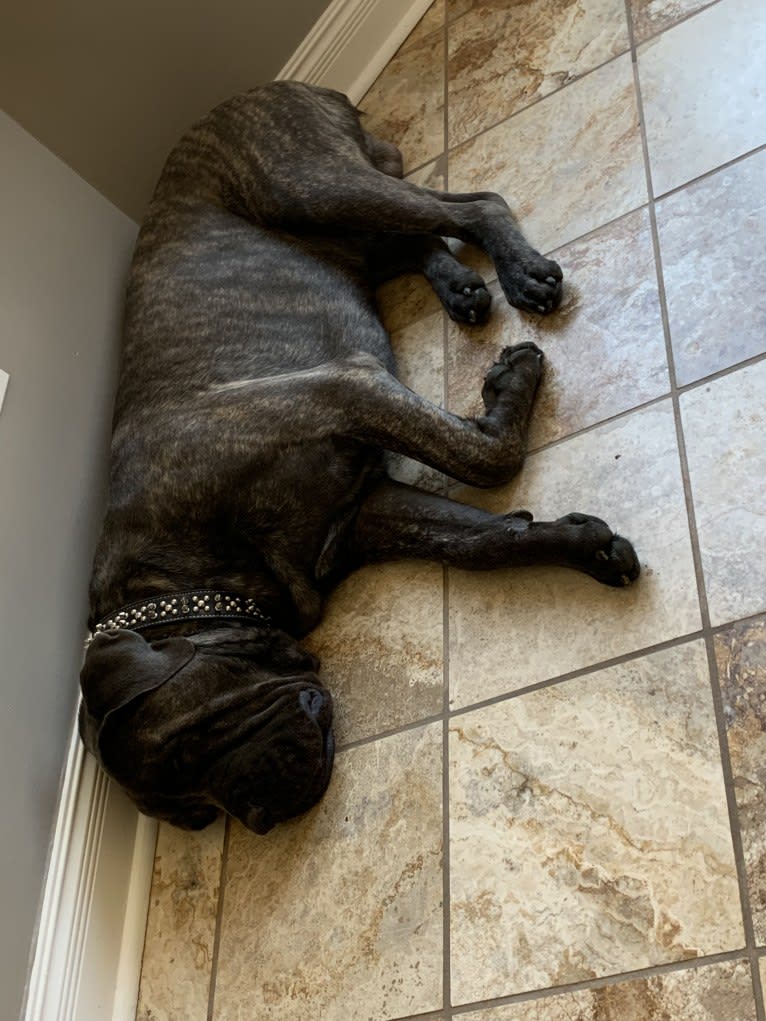 Rocco Roman Hughes, a Cane Corso tested with EmbarkVet.com