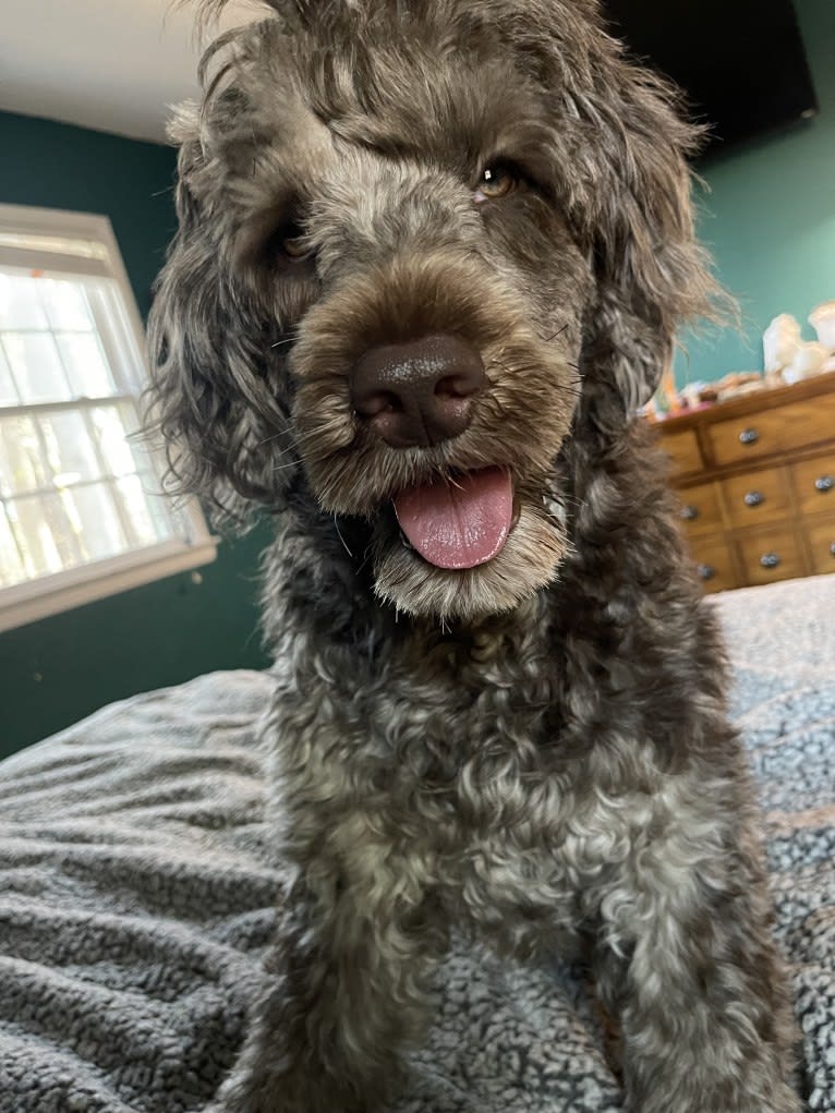Ruby, a Portuguese Water Dog tested with EmbarkVet.com
