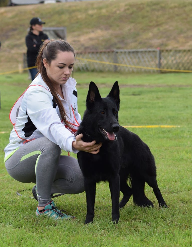 Rougarou, a German Shepherd Dog tested with EmbarkVet.com