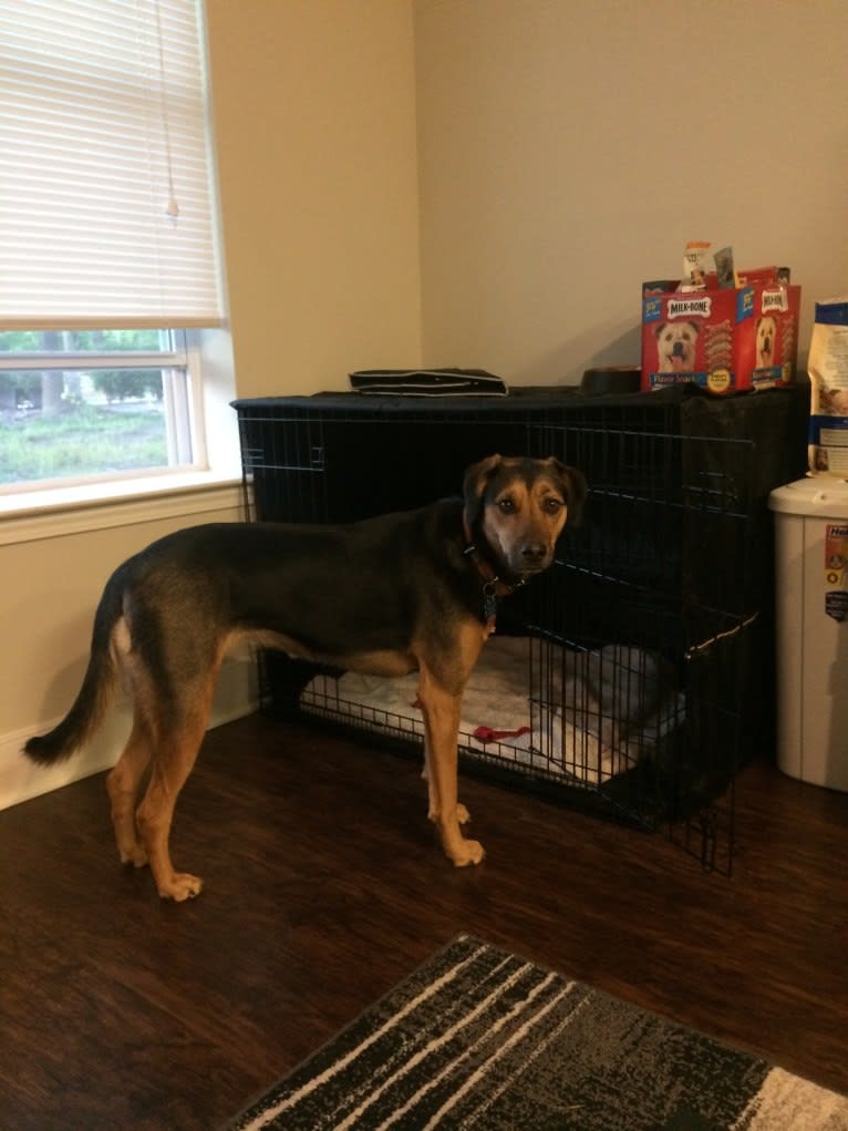 Tamby, an American Foxhound and German Shepherd Dog mix tested with EmbarkVet.com