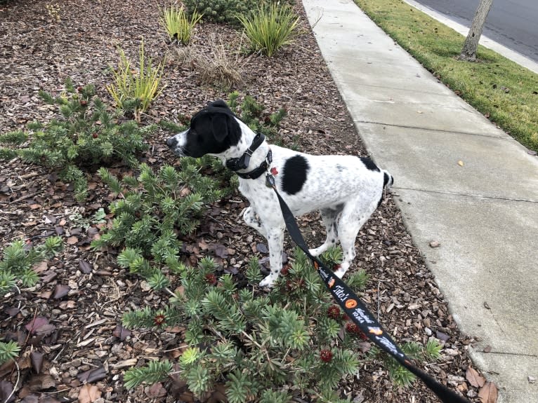 Riley, a German Shorthaired Pointer and Australian Cattle Dog mix tested with EmbarkVet.com