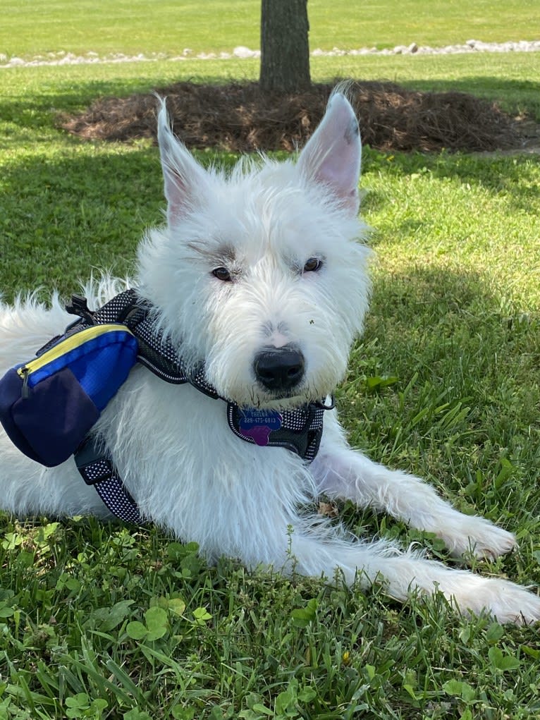 Thelma, a Bull Terrier and American Pit Bull Terrier mix tested with EmbarkVet.com