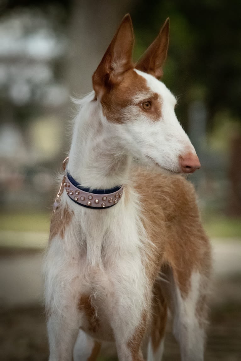 Abby, an Ibizan Hound tested with EmbarkVet.com