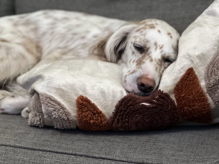 Argus, a Llewellin Setter tested with EmbarkVet.com