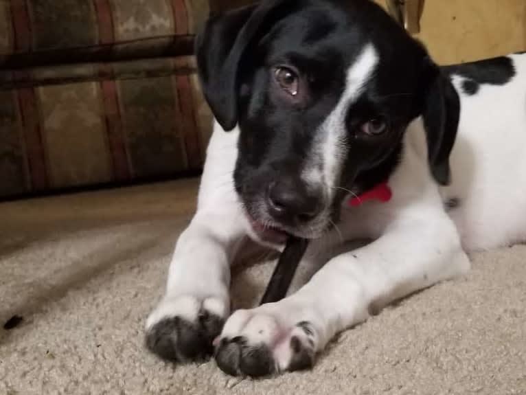 PATIENCE, a Labrador Retriever and American Pit Bull Terrier mix tested with EmbarkVet.com