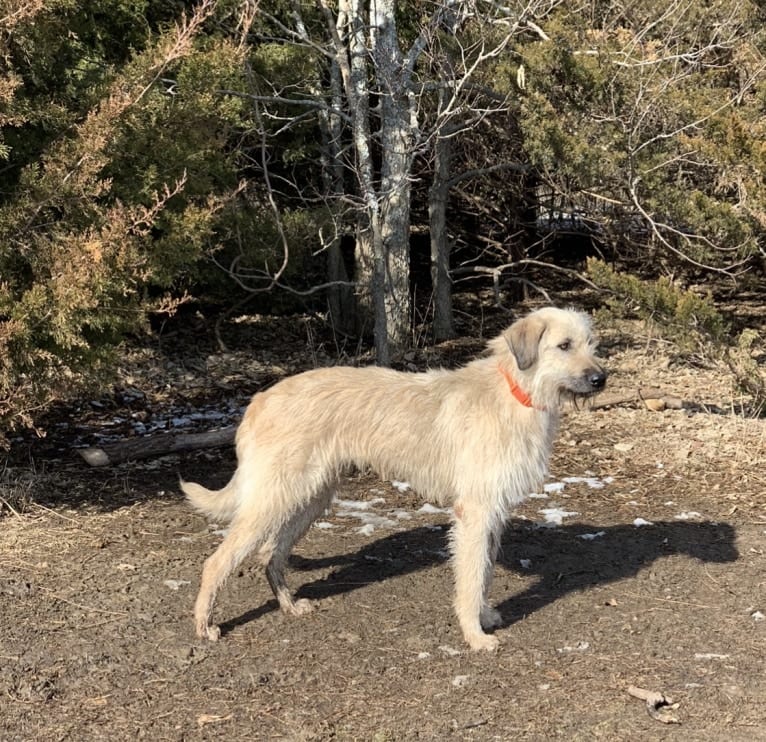 Roxy, an Anatolian Shepherd Dog and Giant Schnauzer mix tested with EmbarkVet.com