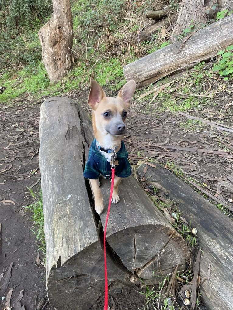 Kirby, a Chihuahua and Poodle (Small) mix tested with EmbarkVet.com