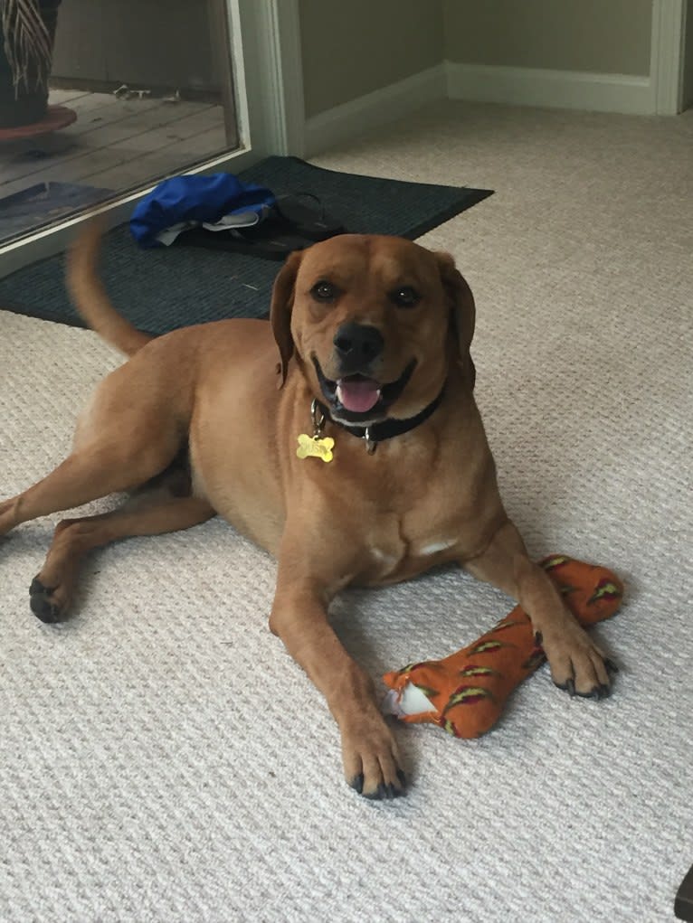 Dusty, a Labrador Retriever and Cocker Spaniel mix tested with EmbarkVet.com