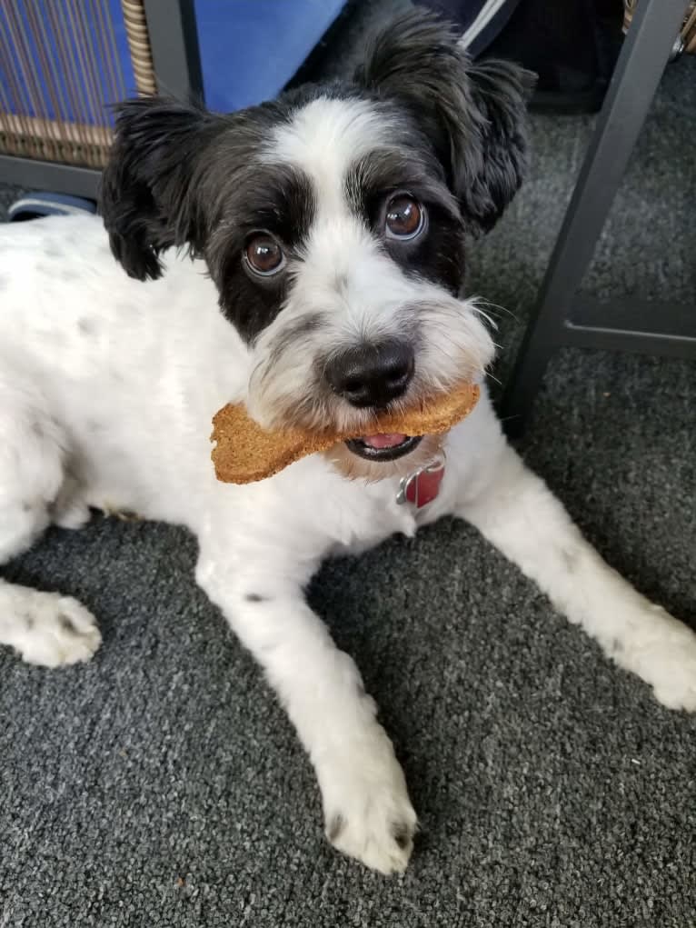 Teddy, a Poodle (Small) and Shih Tzu mix tested with EmbarkVet.com