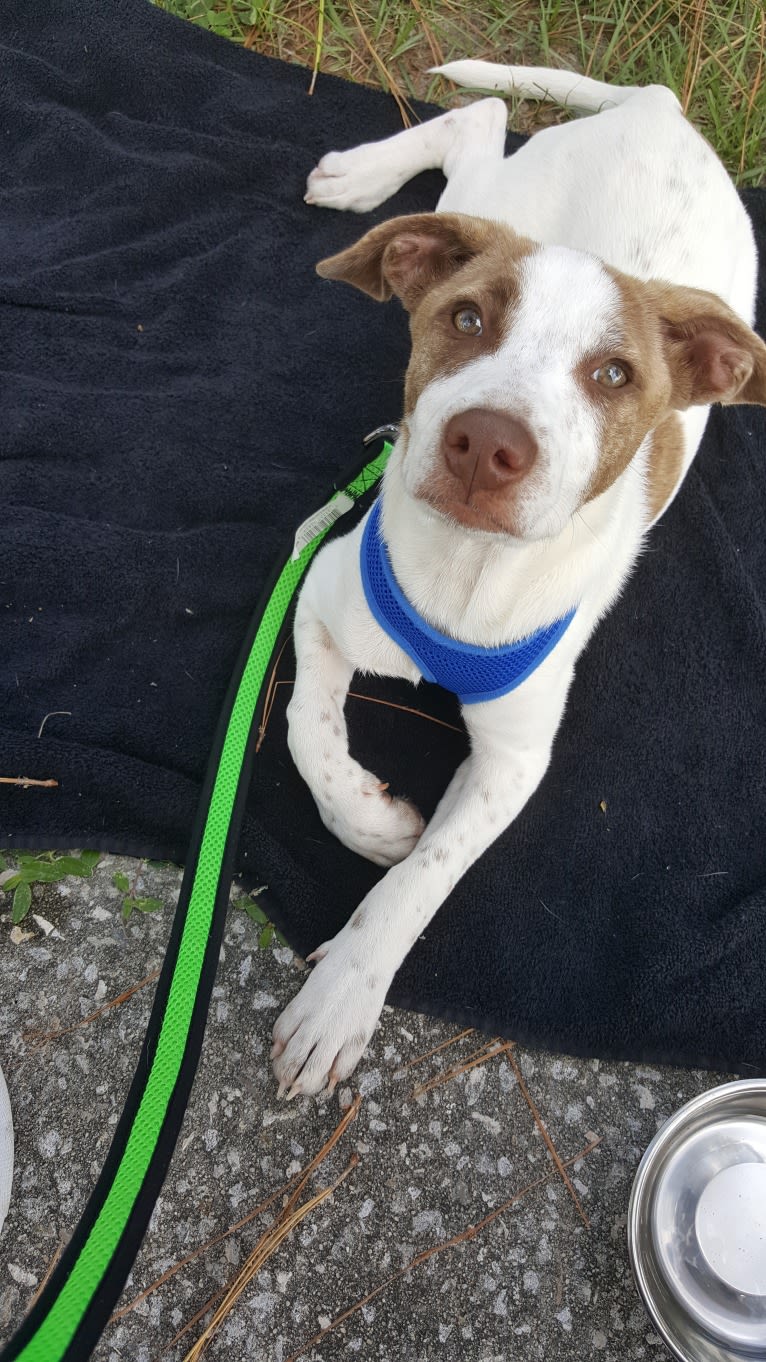 Alice Abby, an American Pit Bull Terrier and Labrador Retriever mix tested with EmbarkVet.com