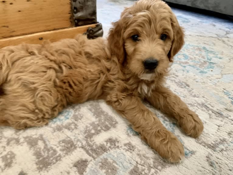 Black Collar, a Goldendoodle tested with EmbarkVet.com