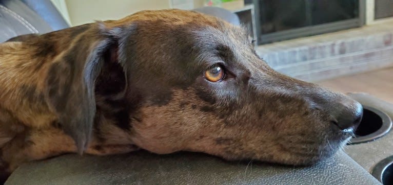 Blake, an American Bully and Dachshund mix tested with EmbarkVet.com