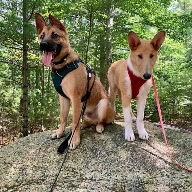 Everhett, a German Shepherd Dog and Australian Cattle Dog mix tested with EmbarkVet.com