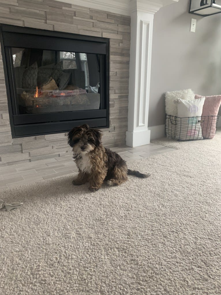 Bella, a Lhasa Apso and Poodle (Small) mix tested with EmbarkVet.com